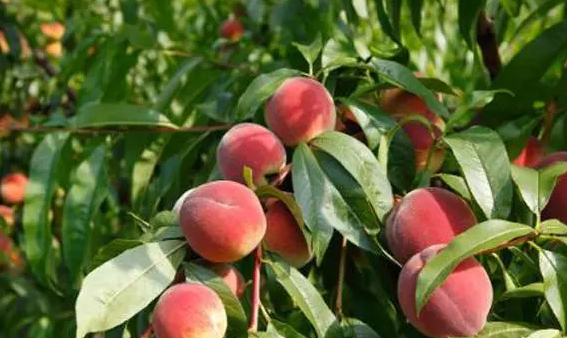 桃树栽培与管理技术要点