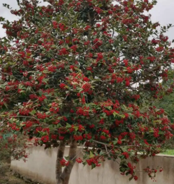 枸骨树几月份嫁接最好