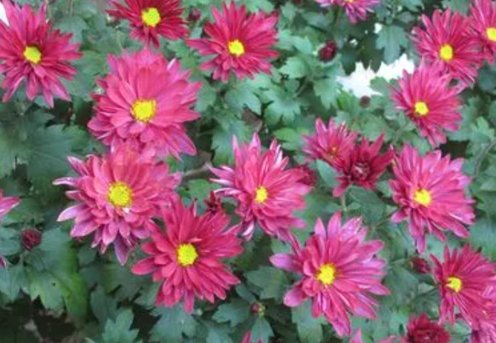 菊花是在哪里长出来的