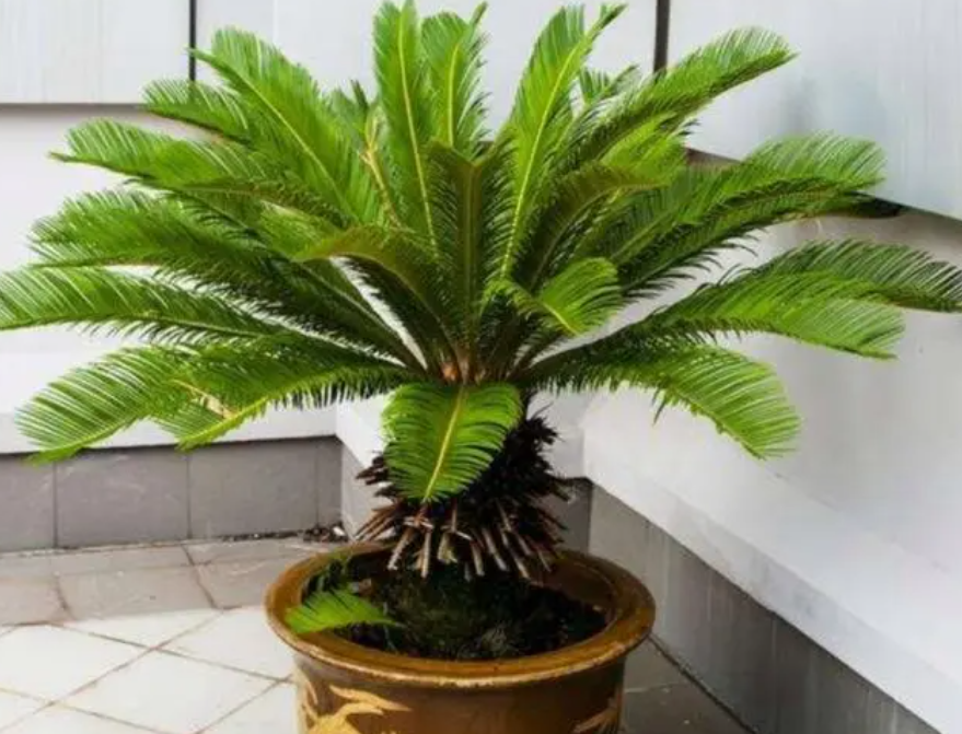 铁树种好后叶子要剪掉吗