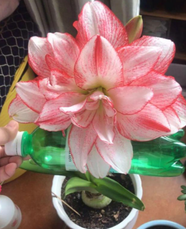 适合朱顶红用多大的花盆