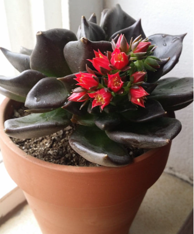 黑王子什么季节开花