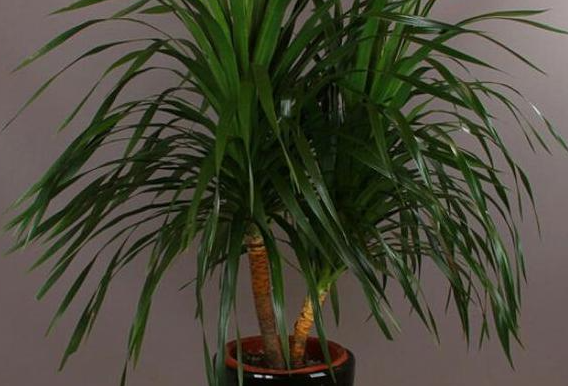 龙血树怎么繁殖