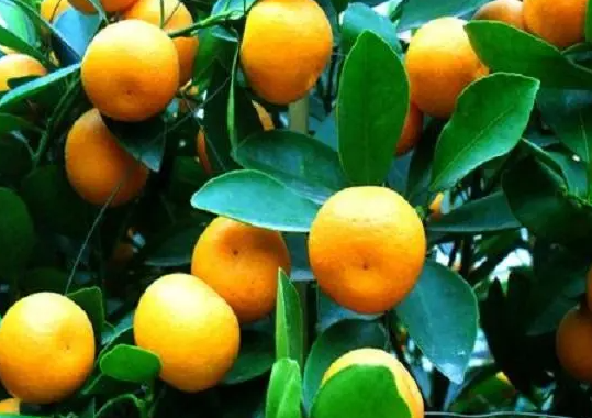 桔子树繁殖有几种方法