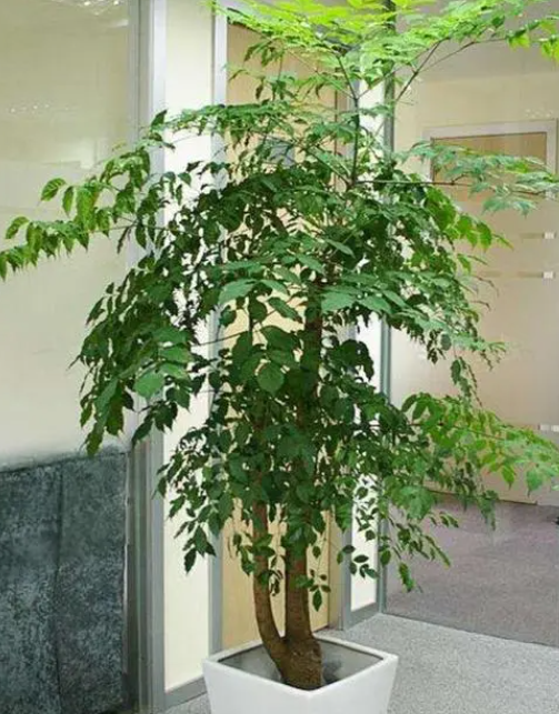 幸福树怎样修剪最好看