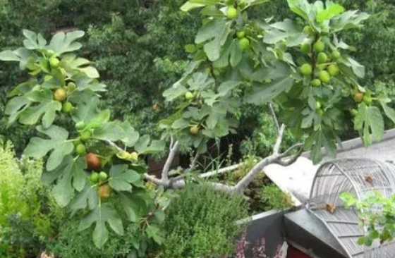 无花果树喜阴还是喜阳