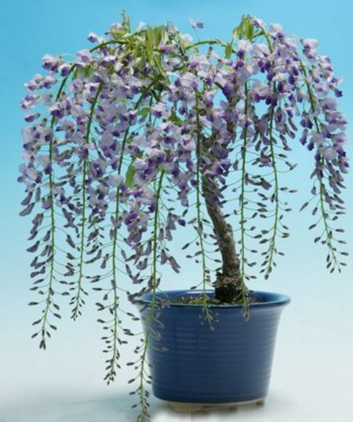 紫藤花在阳台可以养吗