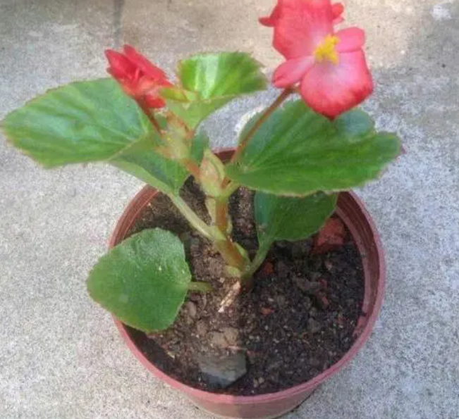 四季海棠花几月份扦插好