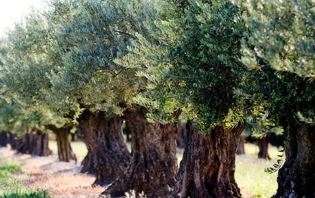 橄榄树种在家门口好吗