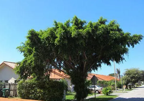 房子后面有树风水好吗