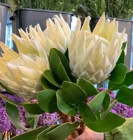 鲜切帝王花怎么养