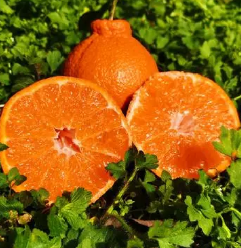 橙子树施尿素好不好