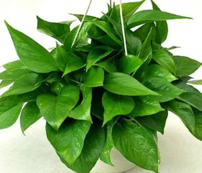 绿萝可以用啤酒加水一起浇花吗