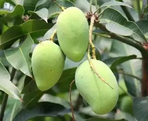 芒果树怎样才能不结果