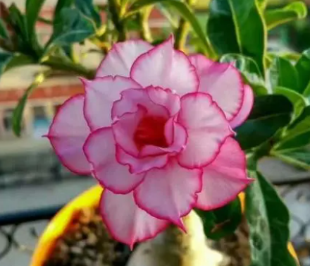 沙漠玫瑰盆景专用花盆是什么呢