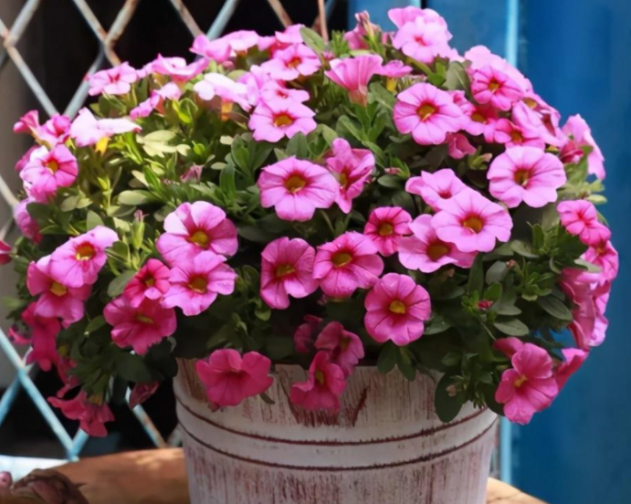 舞春花的花语是什么呢