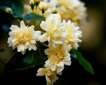 木香花南方能种植吗