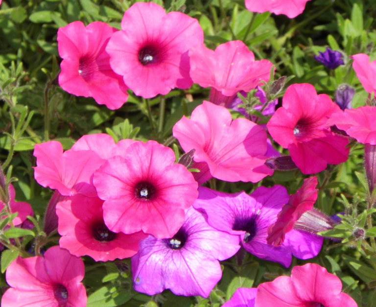 碧冬茄扦插后多久开花