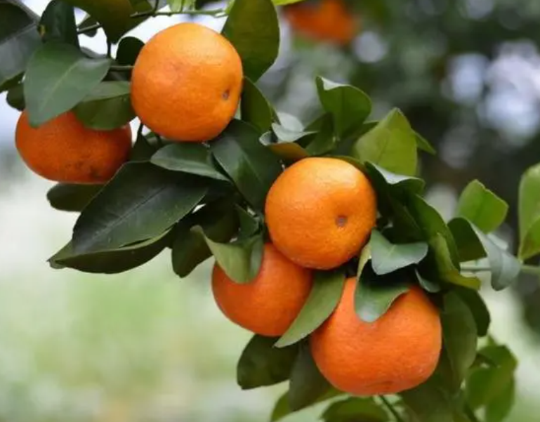 橘子树属于什么植物
