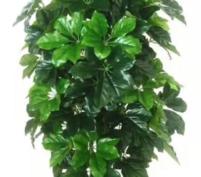 发财树买老桩好还是小苗好