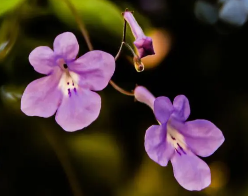 海豚花用深盆还是浅盆