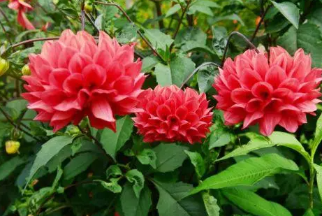 扦插的大丽花会长种球吗