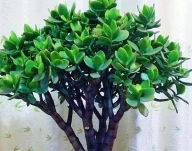 玉树开花人去世这个说法是真的吗