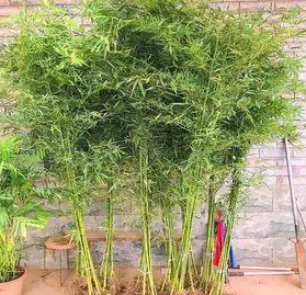 别墅花园适宜种竹子吗