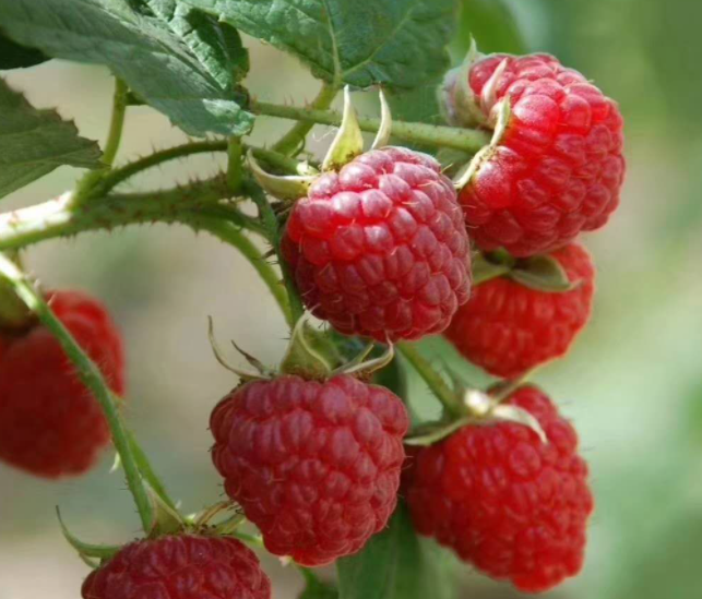 树莓可以种子繁殖吗