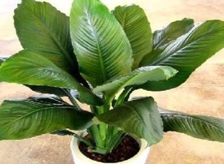 绿巨人花叶子下垂能救吗