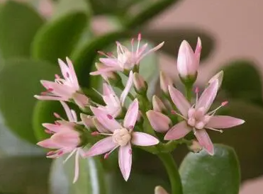 玉树花什么时候开花