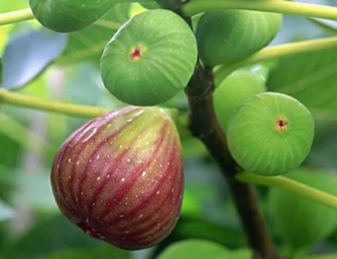 无花果换盆缓苗要多久