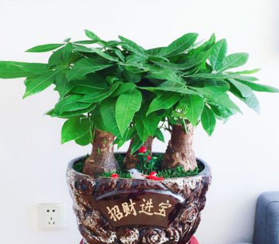 发财树小盆换大盆怎么换