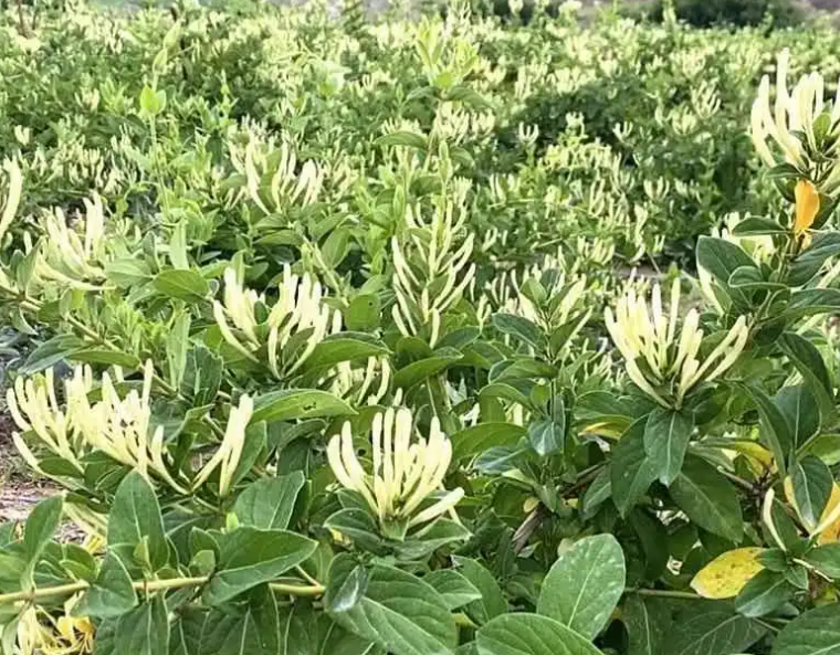 金银花的生长环境有什么要求