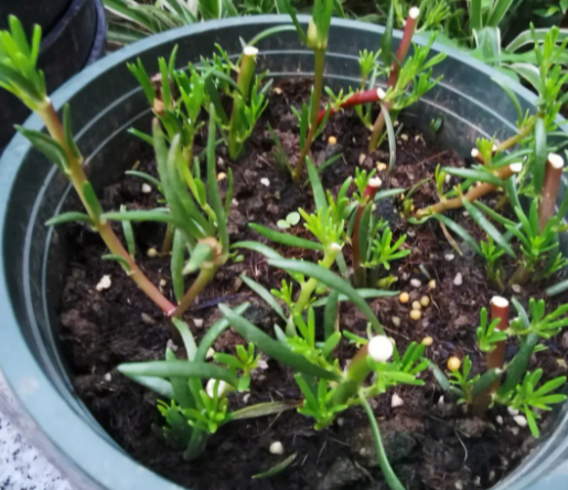 太阳花发芽后怎么养