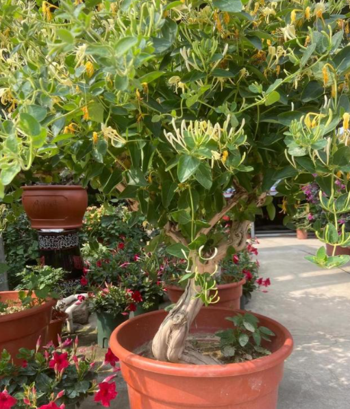 金银花下山老桩怎么种