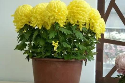 盆栽菊花怎样种植与管理