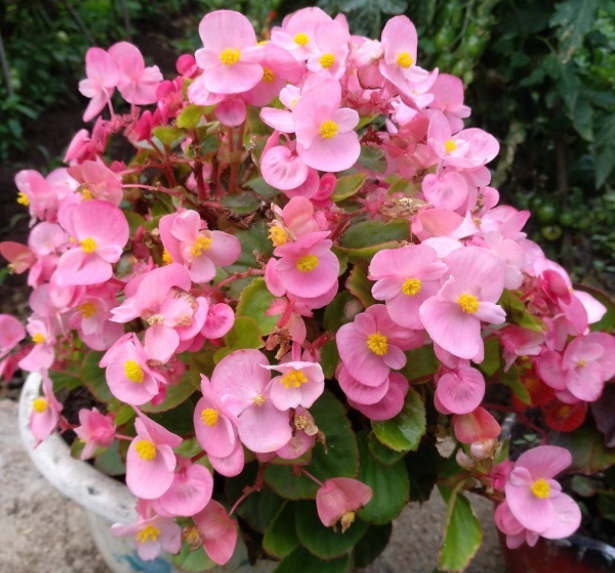 海棠花什么时候长叶子