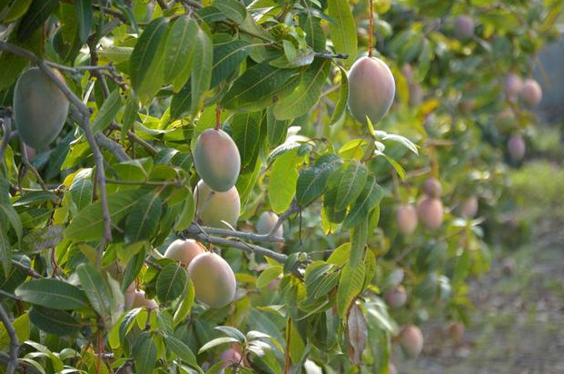 芒果树在北方能结果吗