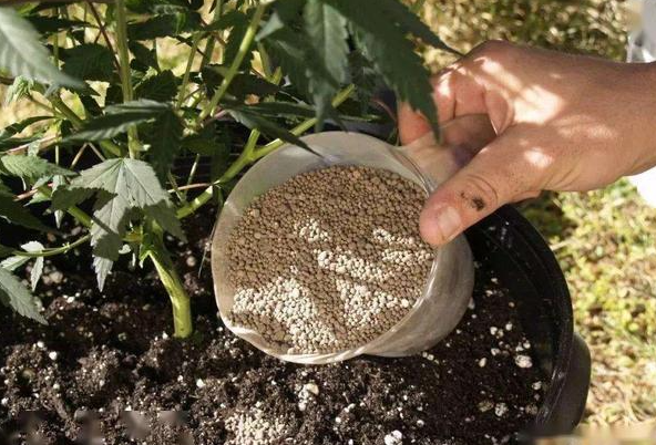 花肥的选购方法