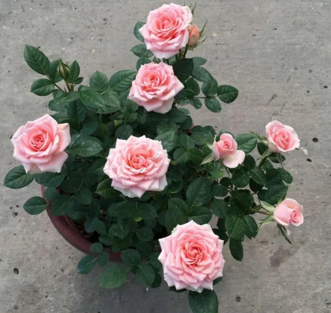 钻石玫瑰冬天可以开花吗