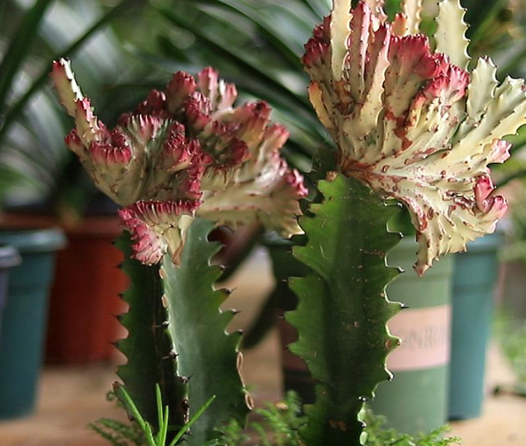 龙骨花适合在屋里养吗