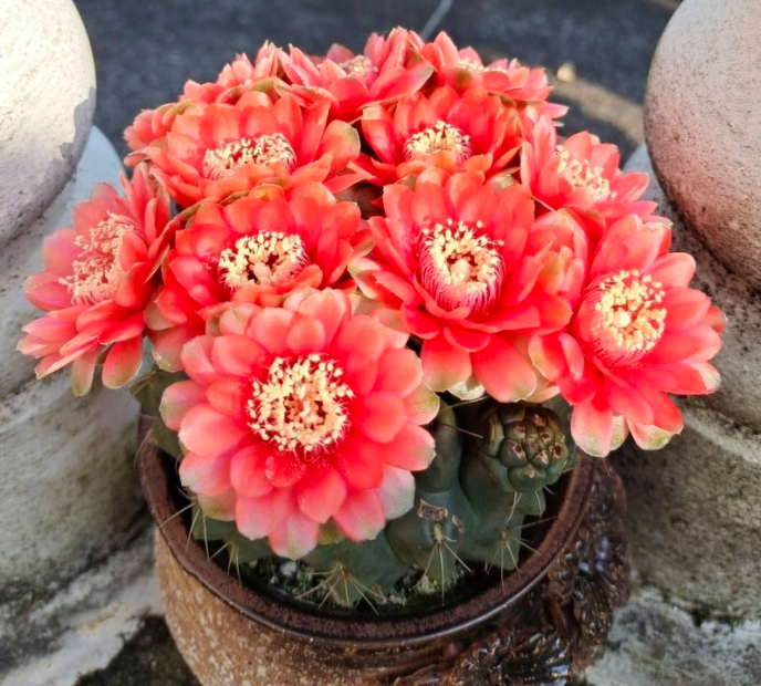 绯花玉夏天能晒太阳吗