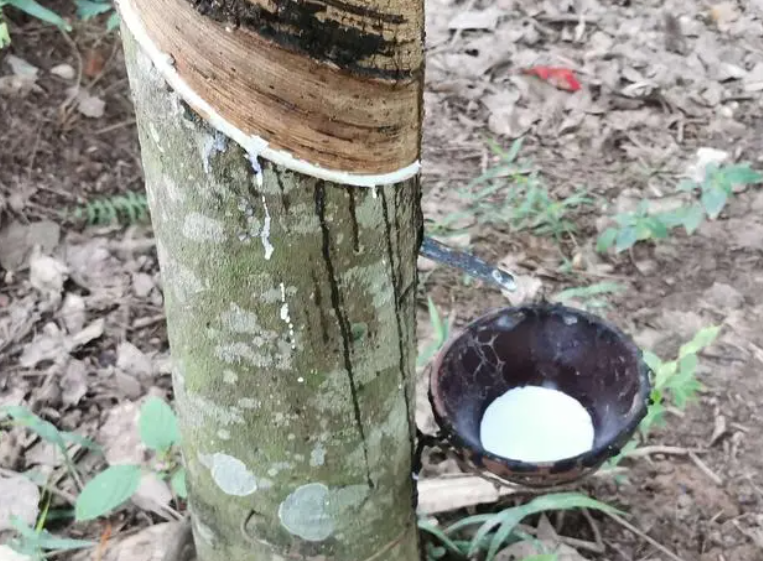 橡胶树多少年不再产胶