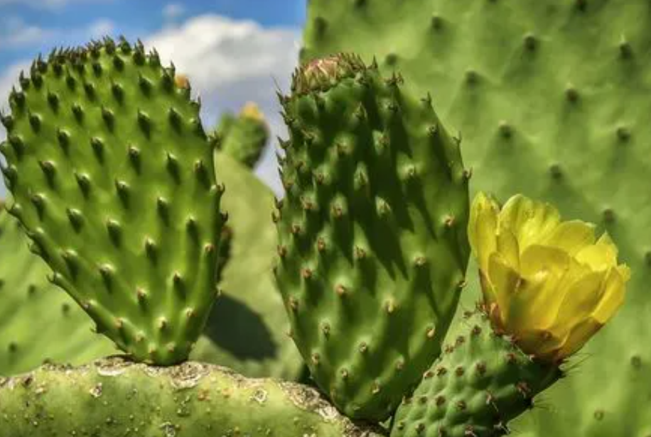 排名第一最好的镇宅花草