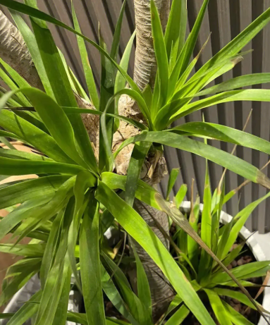 龙血树用多大的花盆