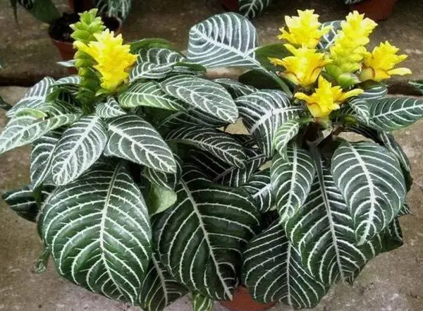 斑马花浇水要浇透吗