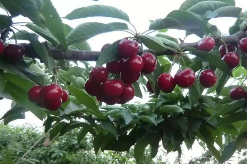 车厘子树用什么肥料好