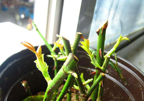 开败的玫瑰花可以扦插吗