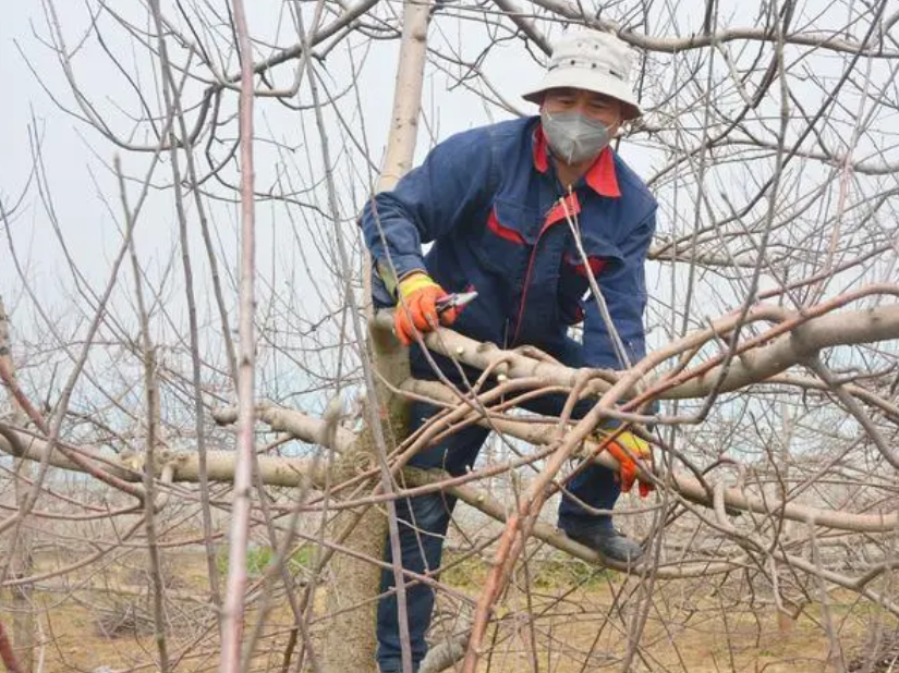 修剪树木的最佳季节